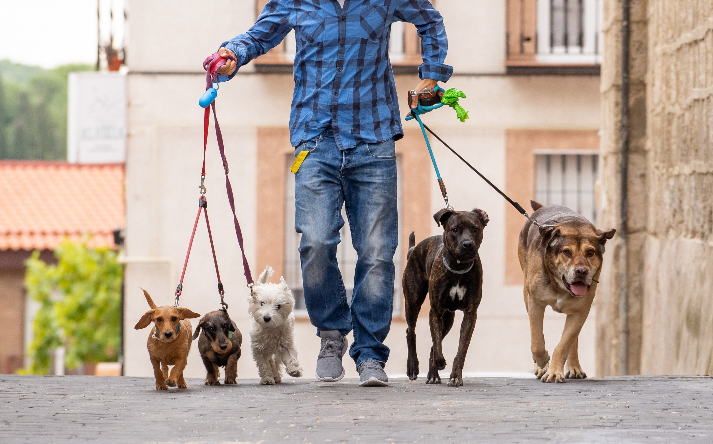 How to Leash Train a Dog (Without Losing Your Mind)