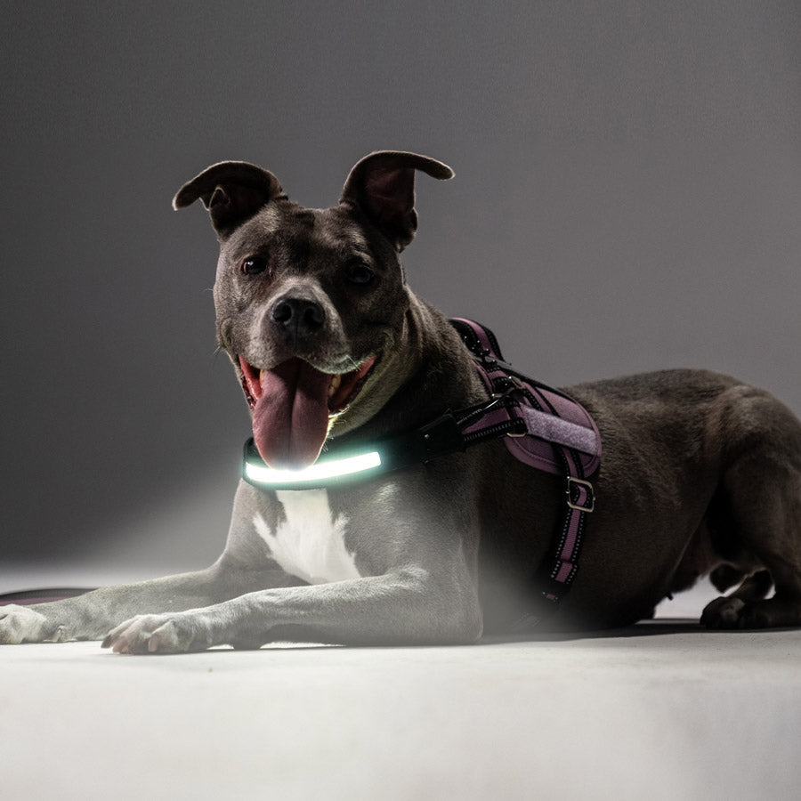 Lumi Dog Harnesses Featured on CBS Morning Show