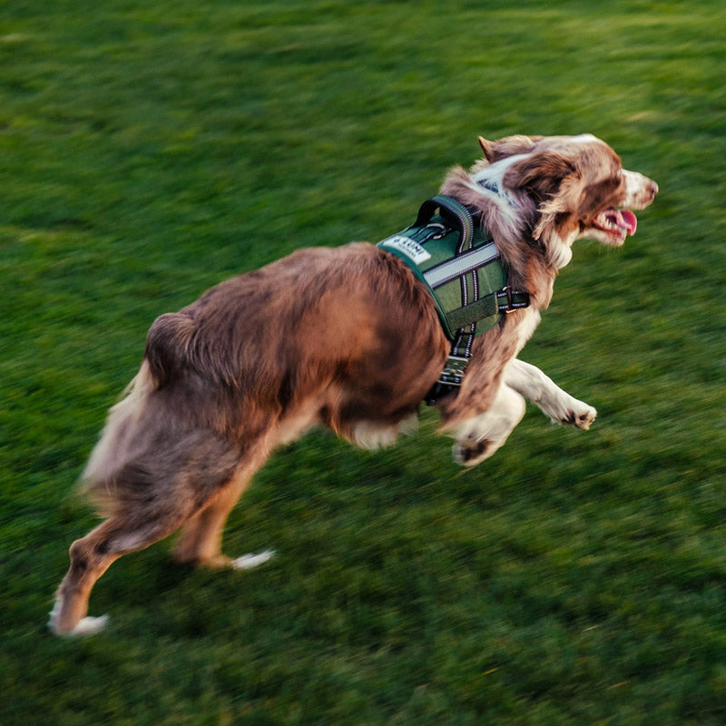Dog Harness vs. Collar: Which One is Right for Your Pup?