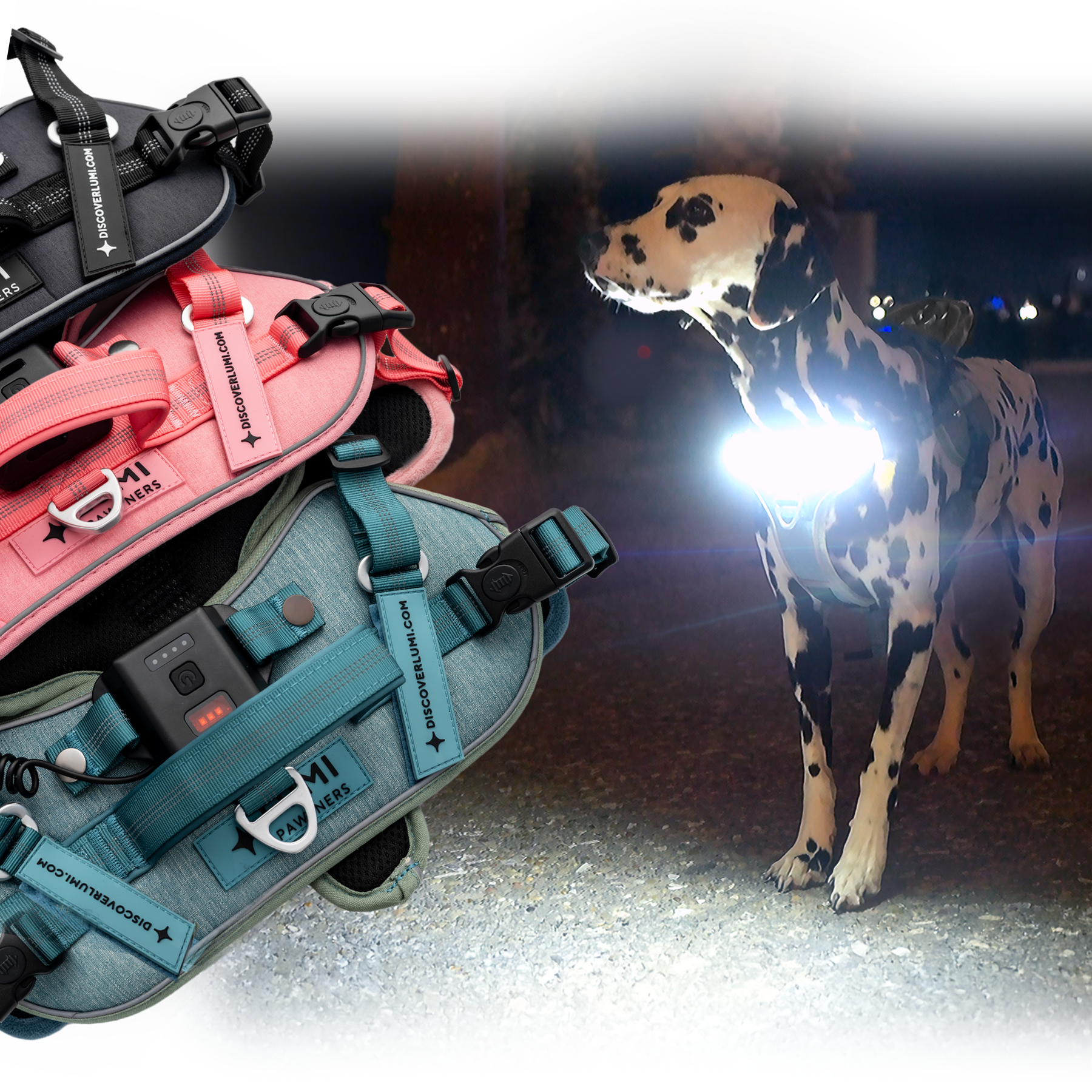 Stack of dog harnesses with a dalmatian wearing a harness with a light on a dark background