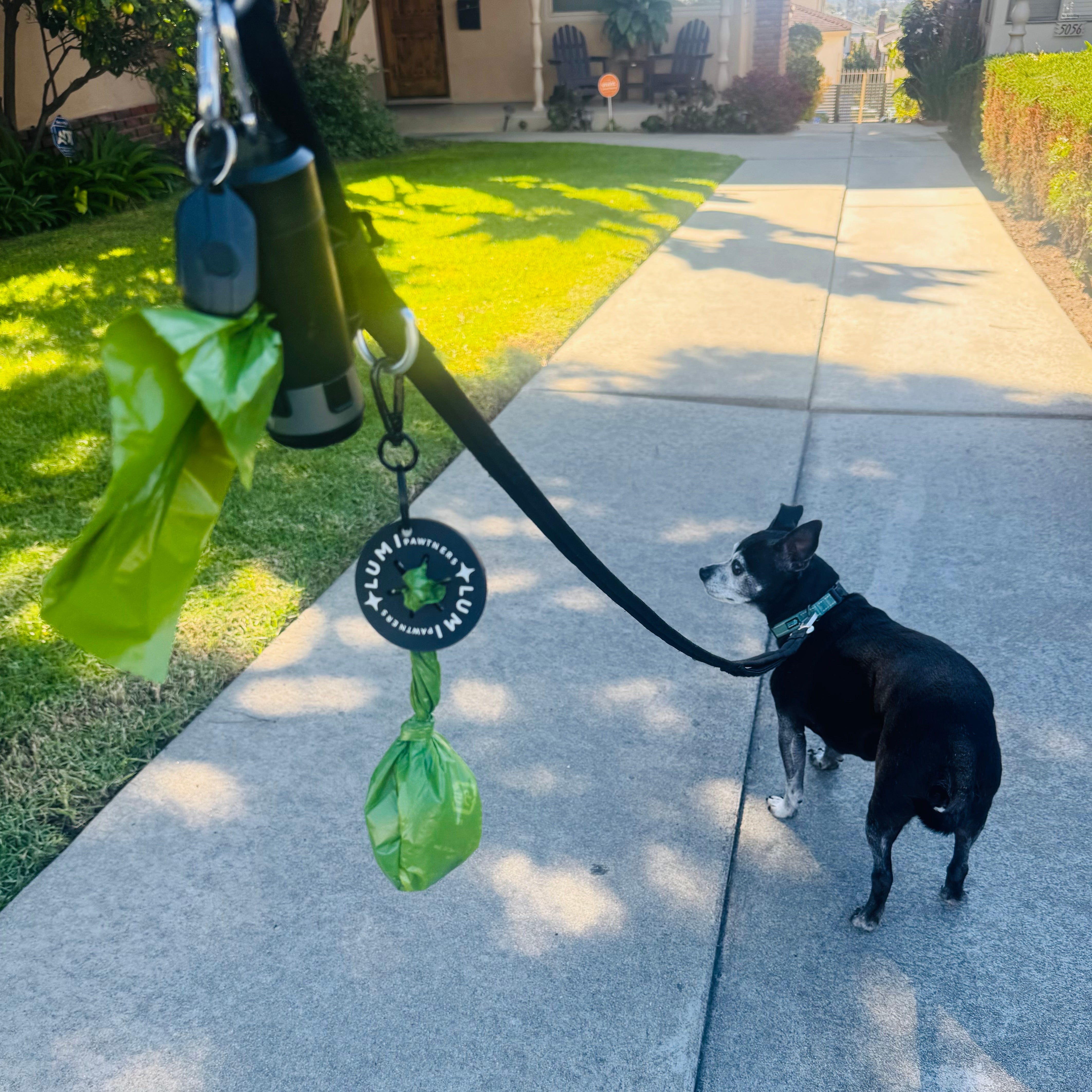 Dog on a leash with a green bag attached, walking on a sidewalk.