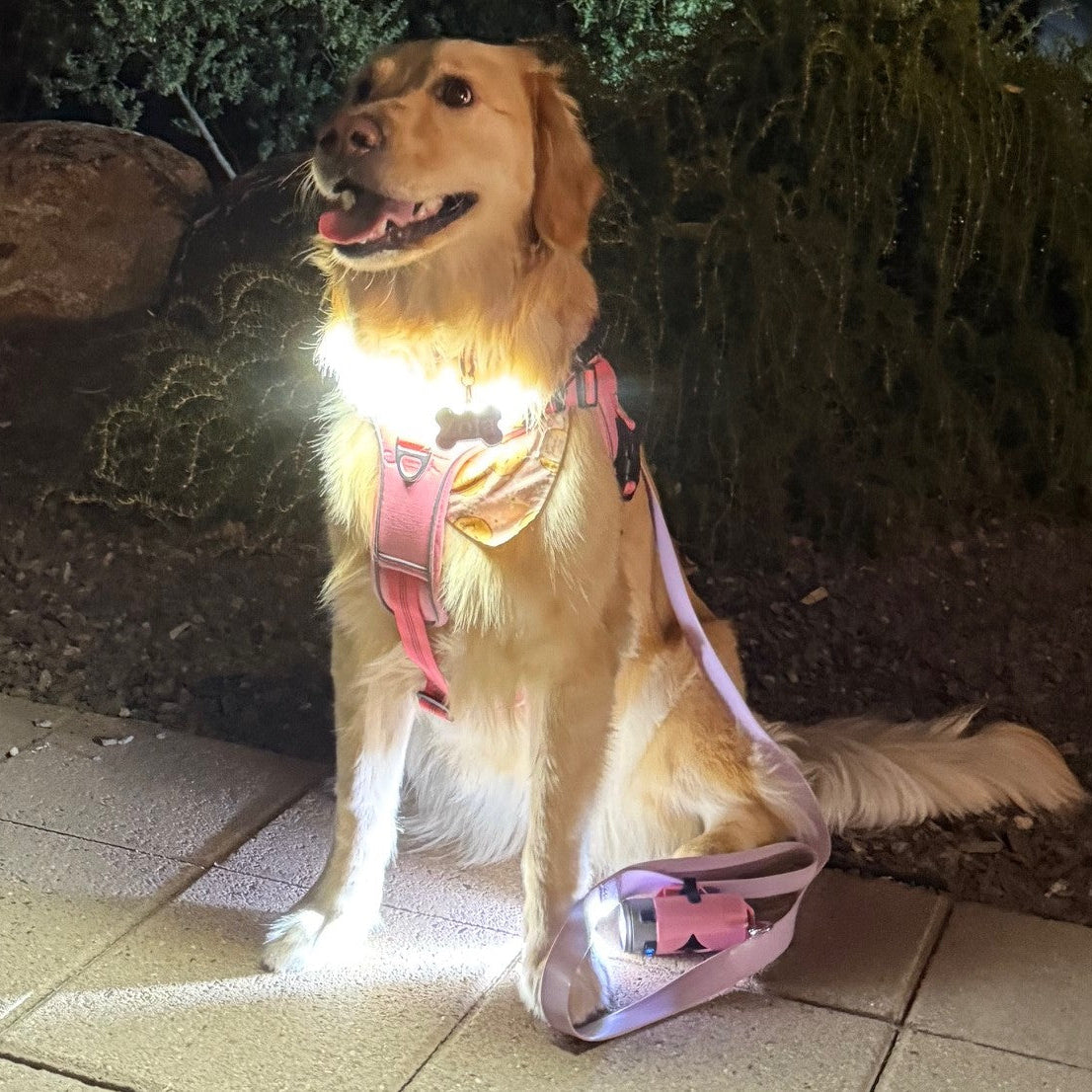 Dog wearing a pink LED harness sitting on a tiled floor at night.