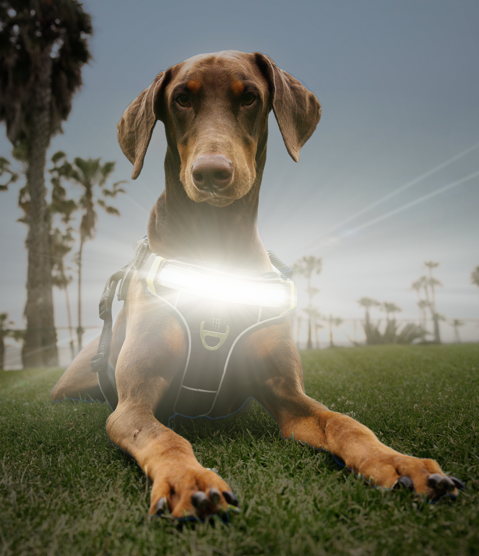 Lumi One - The Only Dog Harness That Lights Your Path at Night!