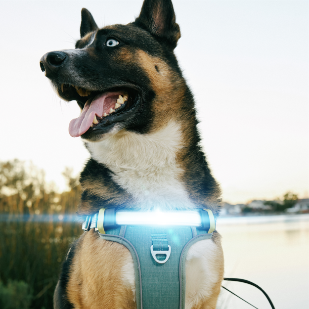 Dog wearing a harness with a light on, sitting by a body of water.