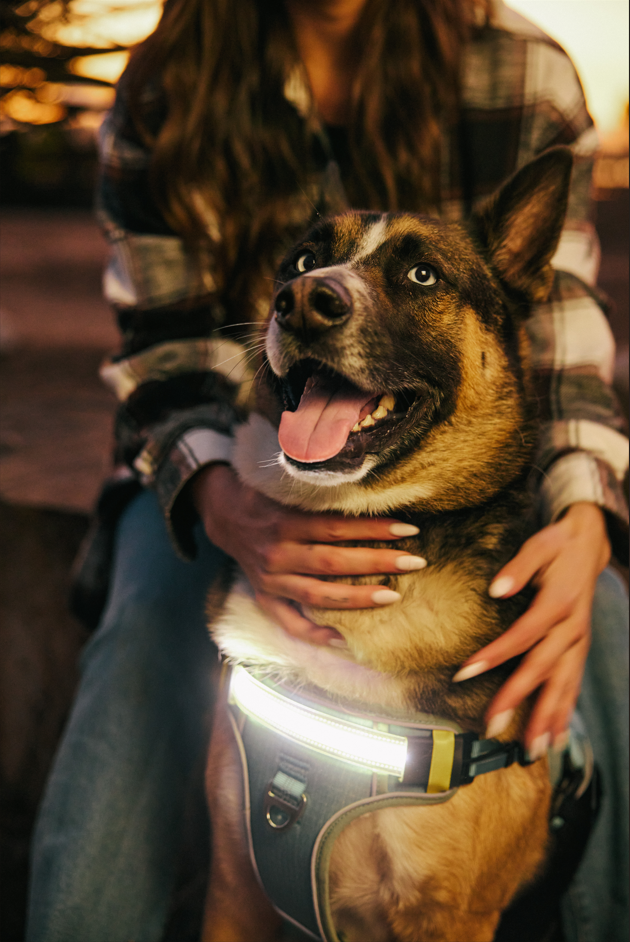 Lumi One - The Only Dog Harness That Lights Your Path at Night!
