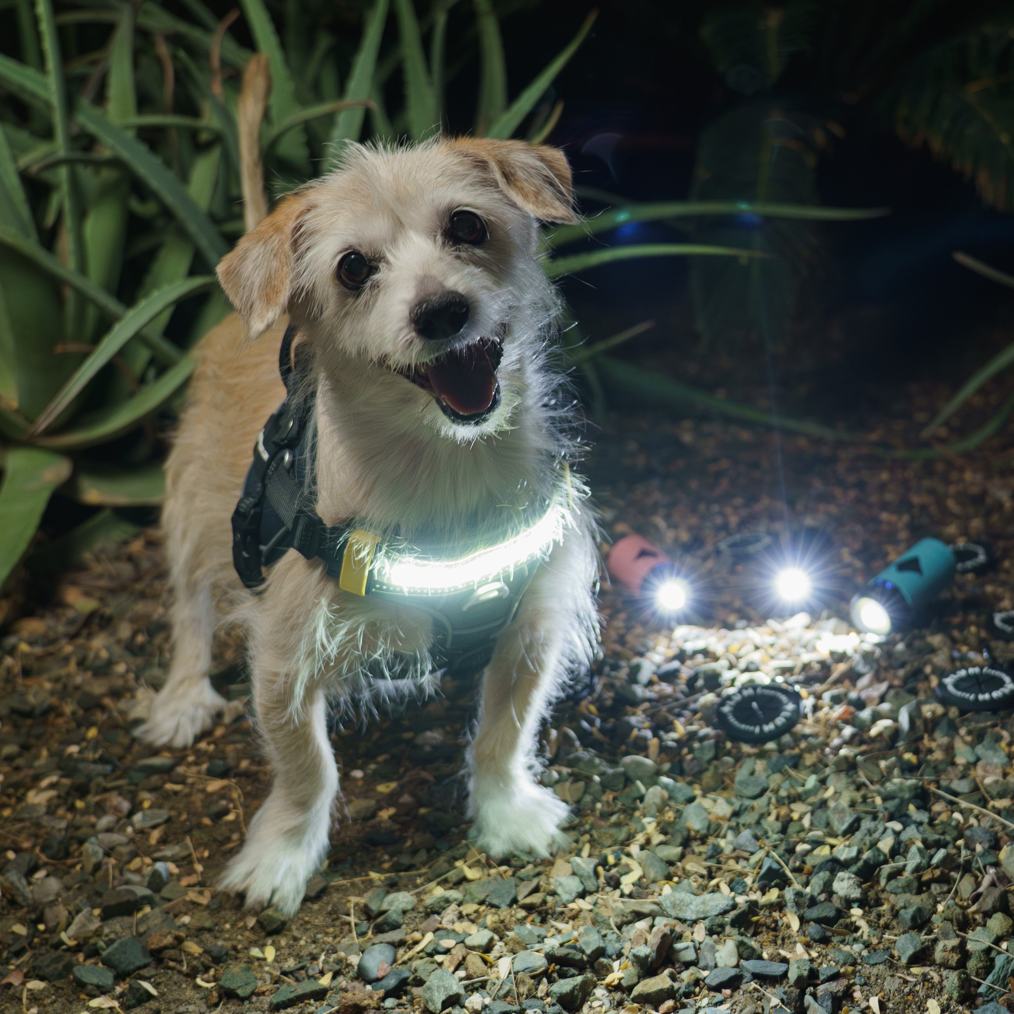 Dog wearing a LED harness standing outdoors at night with lights on the ground.