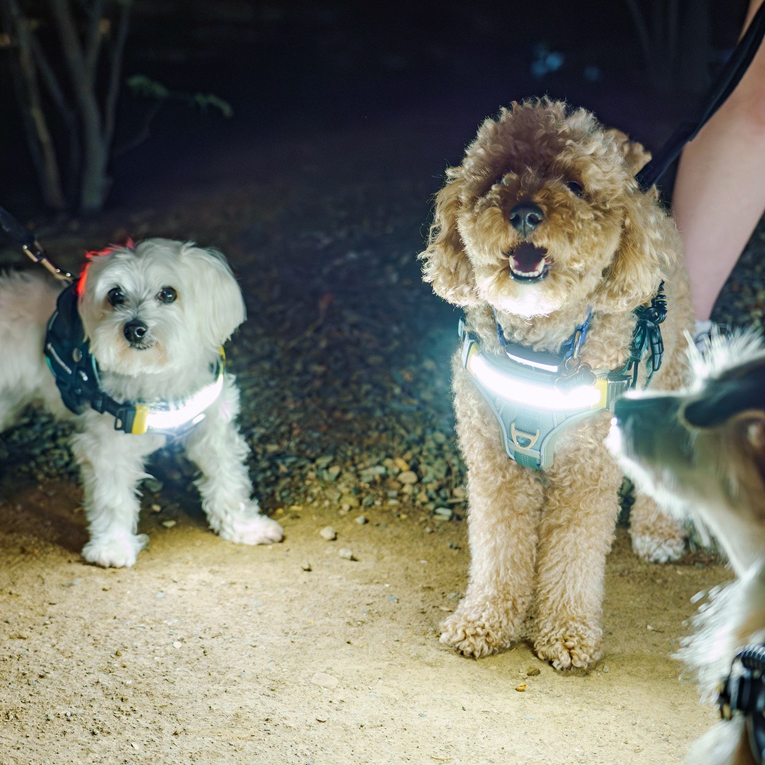 Two dogs wearing LED harnesses standing on a dirt path at night.