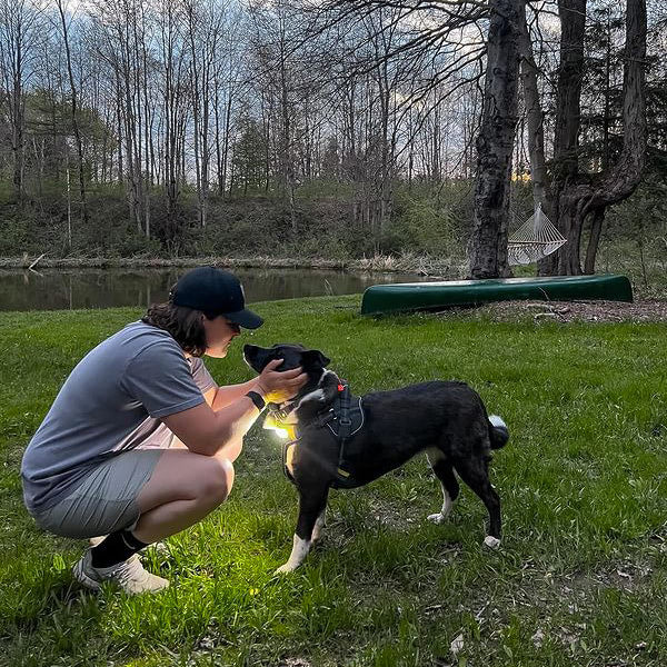 Dog running safely in the park at night wearing a Lumi illuminated harness