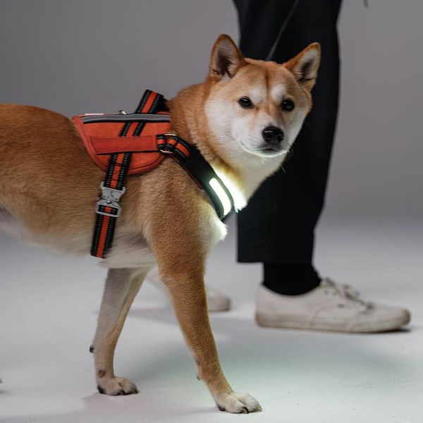 Lumi illuminated dog harness showcasing bright LED light in a dark environment