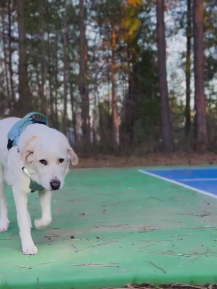 Lumi One - The Only Dog Harness That Lights Your Path at Night!