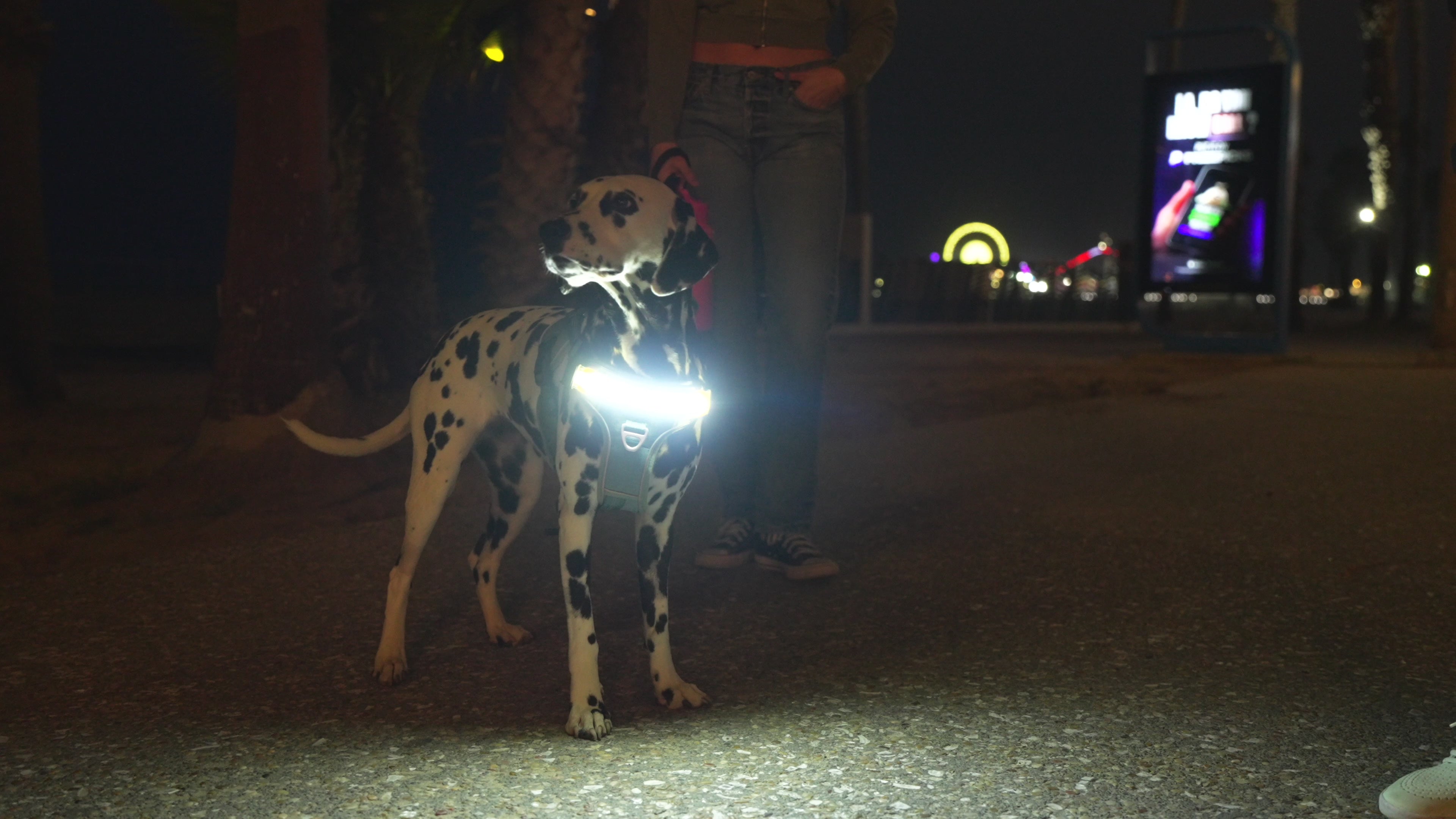 Lumi One - The Only Dog Harness That Lights Your Path at Night!