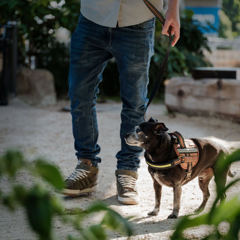 Close-up of a durable Lumi dog harness with bright LED lights for nighttime use